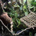 5PCS Coconut Hut for Gecko, Lizard Coco Den with Ladder and Reptile Hammock Bearded Dragon Tank Accessories Climbing Han