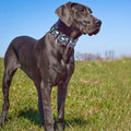 1.5 inch Skulls Martingale Collar for Dogs,Training Collar for Large Dogs