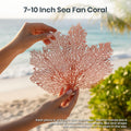 Sea Fan Coral 7-10" - Nautical Decorations - Beach Home Decor - Decorative Coral
