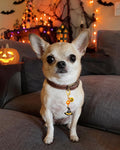 PET SHOW 6 Pack Holiday Dog Collar Charms Bells for Small Dogs Clip-on
