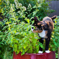 Bonnie Plants Catnip Live Herb Plants - 4 Pack, Pet Friendly, Grows Great In Containers, Fresh For Cats & Dries For Cat 