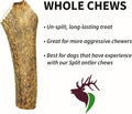 Elkhorn Premium Chews – X Large Whole Single Elk Antler Chew (7-10” Long)