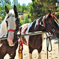 Quick Release Horse Trailer Tie 5 Breakaway Levels Black 2pc