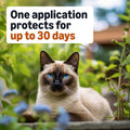 Amazon Basics Topical Flea Treatment for Medium Cats (5-9 Pounds), 4 Count, Packaging May Vary