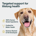 JustFoodForDogs Skin & Allergy Supplement for Dogs, Human Grade Dog Supplements, Skin & Coat Support, Multivitamin Soft Chews, Omega 3 Oil, Superfood Blend, Plant Based Dog Vitamins - 45 Count