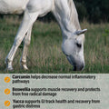 Absorbine Bute-Less Performance Advanced Formula Horse Supplement Pellets, Supports Healthy Inflammatory Response & GI T