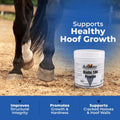 AniMed Biotin 100 Daily Horse Hoof Supplement & Equine Hair Growth Powder 5 lbs