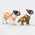 Fitwarm Pumpkin Dog Sweater, Thanksgiving Outfit for Small Dogs Boy Girl, Pet Outfit, Orange, Beige, Medium