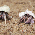 Natural Premium Sphagnum Moss Fiber Substrate for Hermit Crab, Ideal Accessories for Hermit Crab Tanks, Great for Mixing