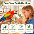 Amzey 12 Pack Cuttlebone for Birds, 4-6 Inch Natural Calcium Source for Parrots