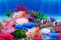 ELEBOX Aquarium Background Poster, Undersea Water Plants Sea Anemone Coral Aquarium Decor Background Double Sides Fish T