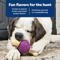 PetSafe Rawhide Treat Ring Refills, Variety Pack, Size C, Original Rawhide and Peanut Butter Flavor, Replacement Treats Busy Buddy Treat Ring Holding Toys