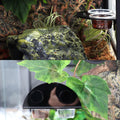 AIICIOO Gecko Feeder Ledge with 6 Pack Plastic Bowls Crested Gecko Food Dish Strong Magnetic Reptile Food Feeder Water D