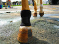 Bedsore Boots for Horses -Equine Leg Protection for Pressure Sores & Ulcers- Neoprene Stall Boots, Heal Wounds Faster, E