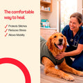 BellyGuard Dog Surgery Recovery Suit, Dog Onesie for Post-Op Care, Recovery Apparel for Female and Male, Surgical Body Cover for Canine Healing Support