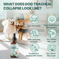 Collapsed Trachea Treatment for Dogs, Trachea Cough Elixir, Dog Cough Treatment –Natural Herbs Respiratory Support, Prom