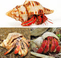 5PCS Extra Large Hermit Crab Shells 3"-4.7", Opening 1.6"-2.7"