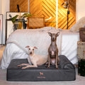 NOAH & PAW Large Dog Bed Orthopedic Memory Foam Cooling Gel 35x25x8.7 in