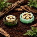 5Pcs Dubia Cockroach Water Basin Loofah & Resin Food Bowl Container Set, Comfortable Habitat for Roaches Live Isopods Sp