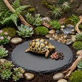 Reptile Basking Platform 6" Round Slate Rock Plate, Natural Tortoise Feeding Bowl Resting Stone for Bearded Dragon Turtl