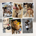 Pet Soft Dog Suspenders 2 Pieces Female Dog Diaper Suspenders for Dogs Diaper Keeper Suspender for Dogs Skirt, Dress, Diapers (Cute Hearts, S/M)