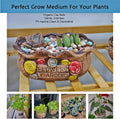Colorful Clay Pebbles 2LBS for Plants (8-10mm) -No Soil Splash | Multi-Purpose Drainage Rocks for Potted Plants, Aquariu