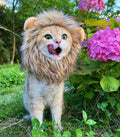 Lion Mane Wig for Cat, Funny Pet Cat & Puppy Costumes for Halloween & Christmas, Funny Pet Clothing Accessories