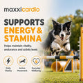 maxxipaws - maxxicardio Heart Support for Dogs (Small Size) – Taurine + L-Carnitine + Hawthorn + Ginkgo – Helps Support Circulation, Energy & Stamina – Easy Mix Powder – Made in USA – 3.2 oz
