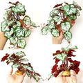 Woyrise Artificial Reptile Plants for Terrarium, Habitat Decor, Fake Plant