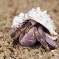 Natural Premium Sphagnum Moss Fiber Substrate for Hermit Crab, Ideal Accessories for Hermit Crab Tanks, Great for Mixing