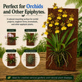 Fernwood New Zealand Tree Fern Orchid Mounting Board - 2 Pack - Size 12x6x1