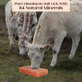 POHS Animal Pink Salt Lick, 8x4x2 100% Natural Salt Chunk, Pack of 4, 22 lbs