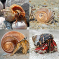 QICQDRAM 3PCS Hermit Crab Shells 2.9~3.3'' Large Seashells 1.2~2'' Opening