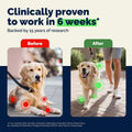 YuMOVE Dog Hip & Joint Supplement, Regular or Advanced Strength - ActivEase Green Lipped Mussel, Glucosamine, Hyaluronic Acid & Omega 3 - Chewable Tablets (300ct Chewable Tablets, Regular Strength)