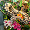 5 Pcs Reptile Plants & Habitat Decor Kit - 3 Artificial Phalaenopsis Orchid & Large 5ft Jungle Vine Branch, Terrarium Ta