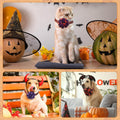 Silkfly 80 Pcs Halloween Dog Collar Flowers Bulk, Pet Bows