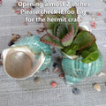 2pcs Large Hermit Crab Shells, Turbo Seashell, Teal Green Conch, L+XL
