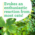 Bonnie Plants Catnip Live Herb Plants - 4 Pack, Pet Friendly, Grows Great In Containers, Fresh For Cats & Dries For Cat 