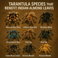 Leaf Litter for Isopods – 80 Pcs 4" Natural Indian Almond Catappa Leaves for Bioactive Vivariums, Terrariums & Aquariums