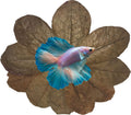 Awesome Aquatic Aquarium Catappa Indian Almond Leaves, 10 Count, 4–6 Inch