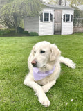 Lionet Paws Spring Daisy Dog Bandana Washable Cotton Handkerchief Scarf Triangle Purple Bandana for Small Medium Large D