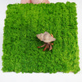 Hermit Crab Climbing Wall, 6 Inch Adjustable Hermit Crab Supplies for Hermit Crab Tank