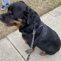 Heavy Duty Metal Dog Slip Collar, Dog Chain Collars for Medium Large Dogs
