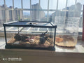 AWXZOM Mini Reptile Glass Terrarium Tank, cage for Tarantula Sling Geckos, Frog, Lizards, Chameleons,Turtles Snake Snail