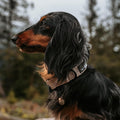 Beau's Bells V2 | Cat & Dog Collar Bells with New Quick Loop Easy Release Clip | Handmade Copper | Track Your Pet | Protect Wildlife