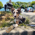 QUMY Dog Shoes for Large Medium Dog Boots & Paw Protectors for Hot Pavement