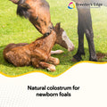 Breeder's Edge Nurture Mate Colostrum Supplement for Newborn Foals, 30ml