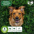 Natural Flea & Tick Collar for Dogs - 6 Months Control of Best Prevention & Safe Treatment - Anti Fleas and Ticks Essent