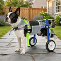 Lightweight and Adjustable Dog Wheelchair for Back Legs XXS