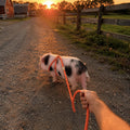 Pig Harness and Leash for Mini Pig, Goat